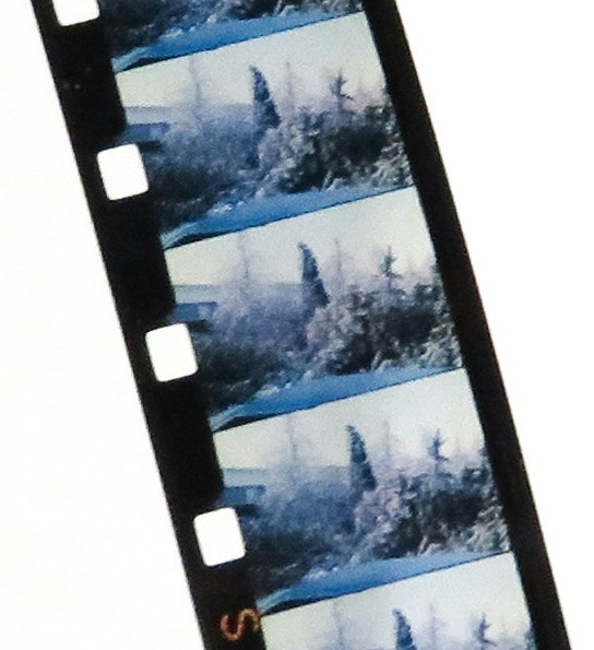 Film frames of a garden on a white background.